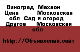 Виноград “Махаон“ . › Цена ­ 850 - Московская обл. Сад и огород » Другое   . Московская обл.